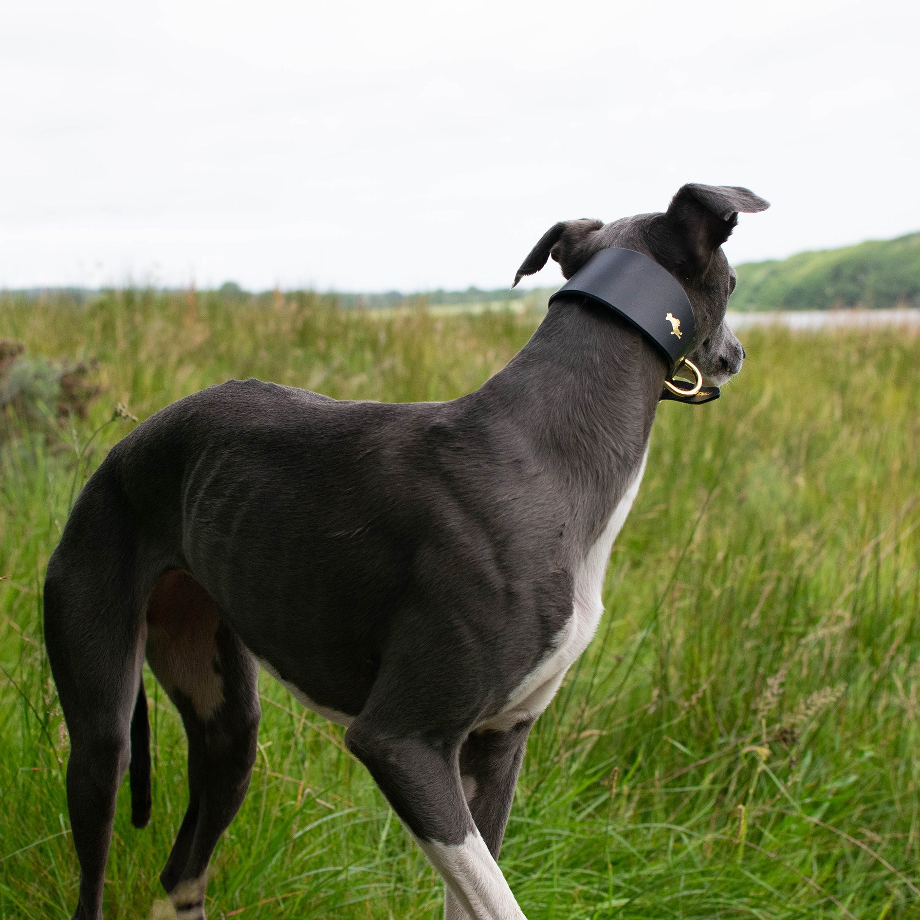 Fox x Storeys & Tails Black Sight Hound Collar