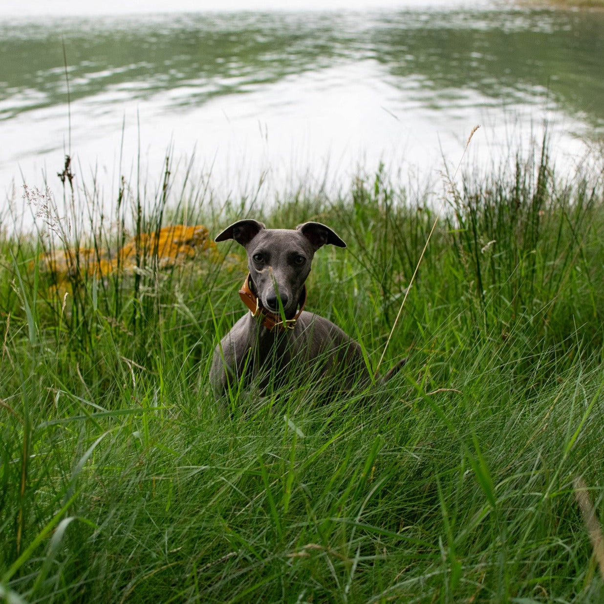 Storeys & Tails Mustard Sight Hound Collar