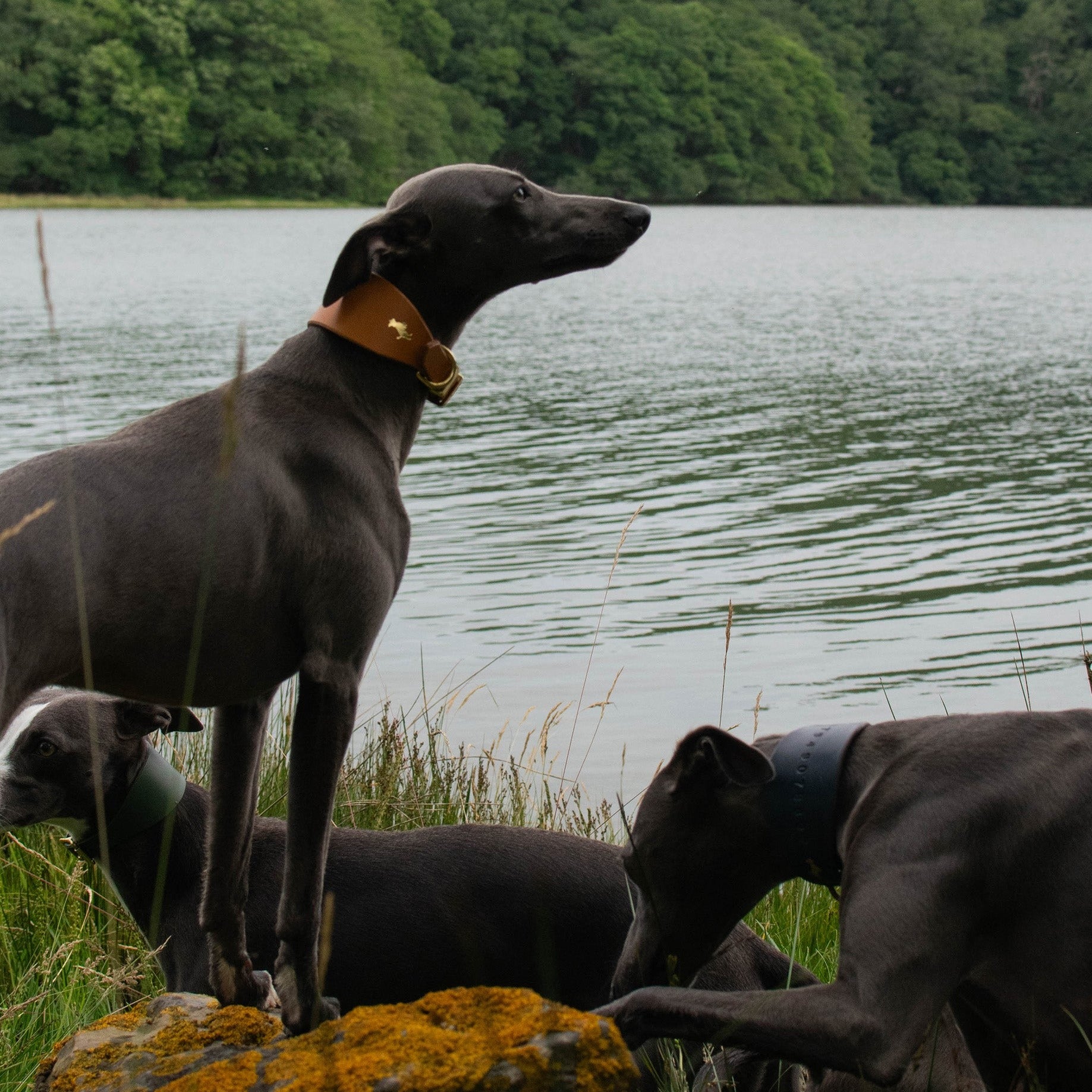 Fox x Storeys & Tails Chestnut Brown Sight Hound Collar